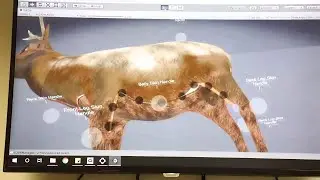 BSU students use VR to teach how to field dress big game