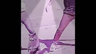 cat dances to Skype ring tone