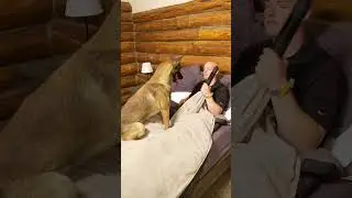 Не заводите экстремальную породу собак, если вы не можете справиться с ее экстремальными играми.