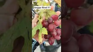 Cek dan Icip-icip Anggur Ninel #1