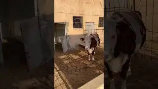 Beit badr ( بيت بدر ) mini zoo , resort , farm house , mango farm