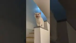 y2mate com   My white cat laughing shorts 1080p   Copy