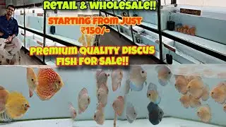 DISCUS FISH STARTING FROM ₹150/- ONLY AT ACE DISCUS