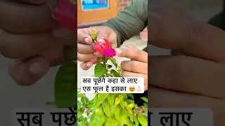 Visit Saharanpur for Fuchsia flower #fuchsia #flowers #planting #decoration #garden#farming
