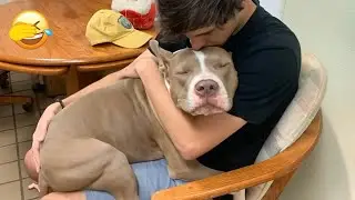 Funny and clever animal video clips 👨&zwj;🦲 A compilation of the funniest moments of dogs  😁