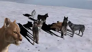 Wolf Quest - Wolf Pack Vs Cougar - Snapshots #1