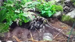 White knee tarantula natural terrarium