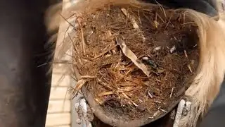 Shire Horse Horse Hoof Hooves Trimming Asmr