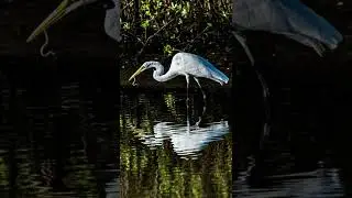 Great White Egret