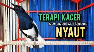 kacer gacor NGEPLONG TARUNG ini paling AMPUH buat PANCINGAN KACER agar EMOSI