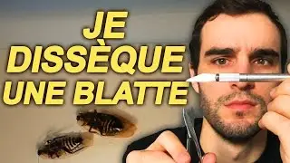 JE DISS&Egrave;QUE UNE BLATTE ! SciVlog #3