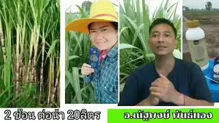 อัตราส่วนและสัดส่วนการใช้ 4TREE สอบถามโทร 082-0917159