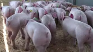 Jefo - Moporc