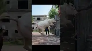 Heavy angry bull  qurbani 2023#cowmandi2023 #mandinews #eiduladha2023 #cowlover #viral
