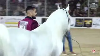 N.407 NAFIESA NAJEEB - Manda Arabian Horse Show - Stallions 2018-2017 (Class 40)