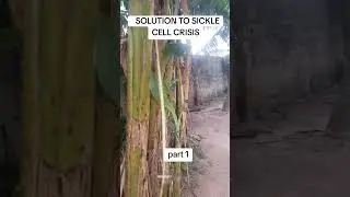 SICKLE CELL ANEMIA SOLUTIONS TO CRISIS ISSUES PART 1 #health #sicklecell #worldsicklecellday