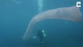 Divers Encounter Strange Deep Sea Worm Over 8m Long