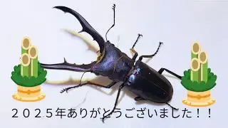 2026年ありがとうございました！！2026年もよろしくお願いします！！#クワガタ #ありがとう 