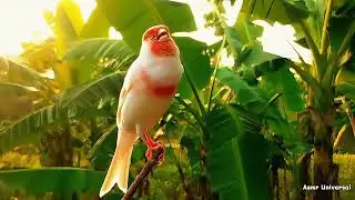 Red and White Canary Singing in a Banana Garden | Relaxing Nature Sounds