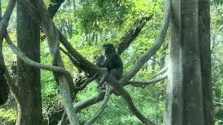 The Bronx Zoo animals ￼New York City 