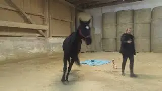 Spa&szlig;iges Jungpferde Training