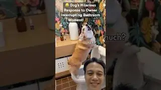 🎧 After Bathroom Break, Dog Blasts Music and Shocks Owner!