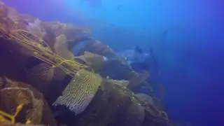 Giant Sea Bass at Casino Point, Catalina CA