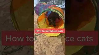 Как впервые познакомить кошек