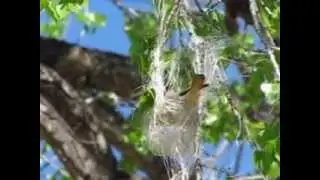 Female oriole building her nest