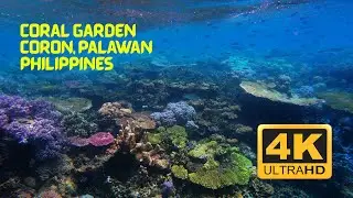 Coral Garden in Coron, Palawan, Philippines | 2024 | Summer