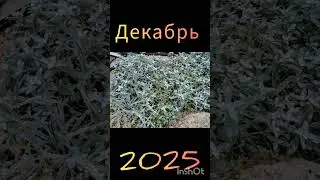 💞Цветы в декабре⚘️🍁#цветы#flowers#nature#rose#shorts