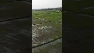 Farm drone view