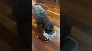 This Anti-Splash Dog Bowl is a MUST have for dog owners 🐶🐕