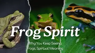 Frog Spirit Animal Message | Why You Keep Seeing Frogs and What It Means