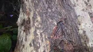 Faces in wood #faces #wood #the #magical #of #nature #love #trees #willow #magic #barkingmad 