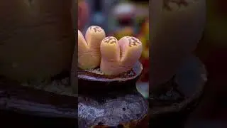 丽虹玉 LITHOPS dorotheae