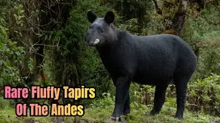Mountain Tapir: Elusive Woolly Tapirs Of The High Andes