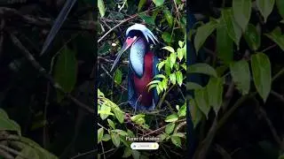 అందం తోనే చేపల్ని పట్టేస్తుంది 😲🤔 రహస్యం#education#heran#agami#birdbehaviour#viral
