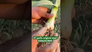 G1 garlic in pakistan | g1 garlic seed rate #g1garlic #ytshorts