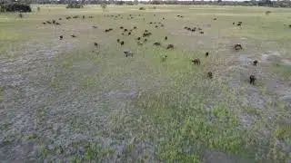 Drone Flight over a Buffalo Herd Caprivi / Namibia Linyanti Swamp - Livingston Camp
