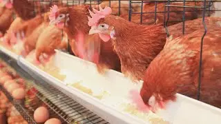 Shed Ka System Sikha Diya||😄😄#rajavloggingofficial01#poultryfarming#viral 