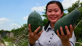 Yellow Watermelon Harvest Time in my garden|Juicy and Sweet