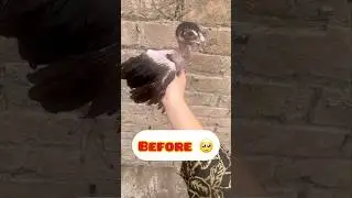 🥺Before after transformation of Aseel chick 😍 #birds #aseelmurga #shorts