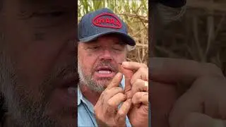 VOC&Ecirc; SABIA DISSO? Este inseto causa preju&iacute;zos gigantes no agro brasileiro 😳