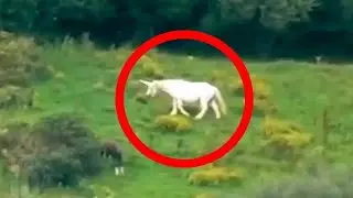 Unicorns Caught on Camera & Spotted In Real Life