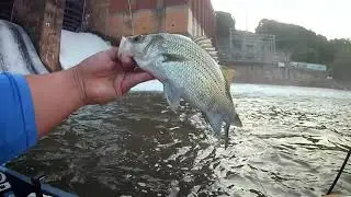 pesca de white bass..y catfish...con amigos ..de atlanta georgia...