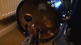 the secret to a good bass drum tone...it's a cat