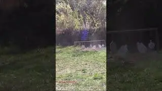 Practice Shooting #136c