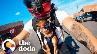 Chihuahua's Love Going On Motorcycle Rides With Their Dad | The Dodo