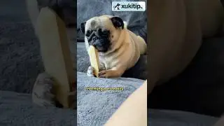 Pugs: Small, Affectionate, and Kid-friendly #pug #puglife #pugdog #pugshorts